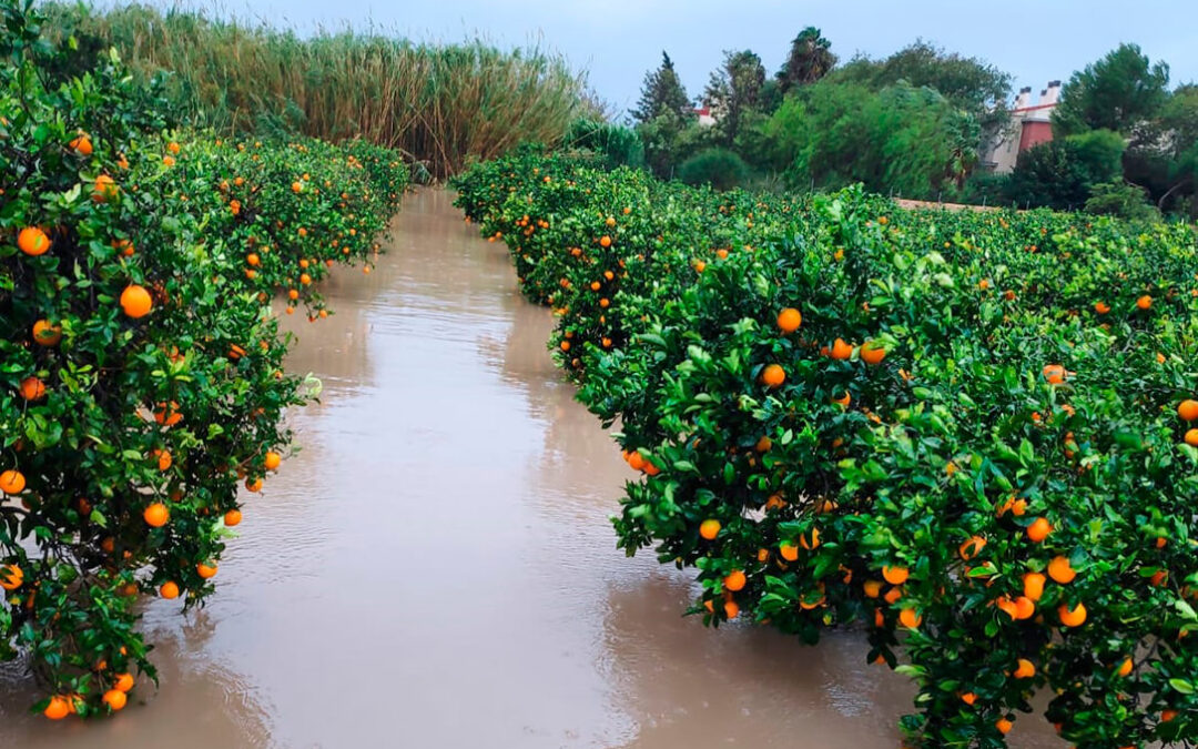 Heavy rains cause losses of €62 million in Valencia’s agriculture
