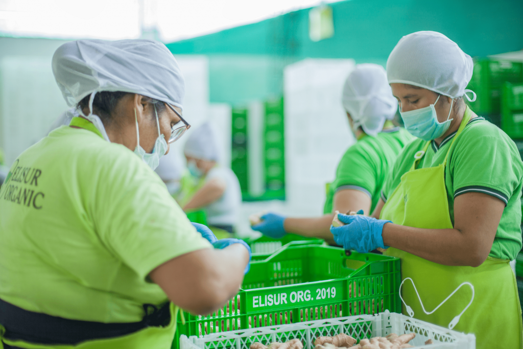 Demand for organic ginger skyrockets due to the pandemic