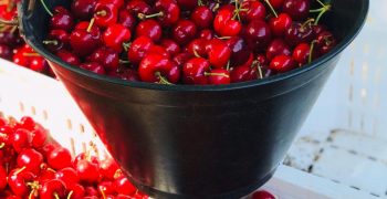 Extraberries opens Argentinian cherry season in China