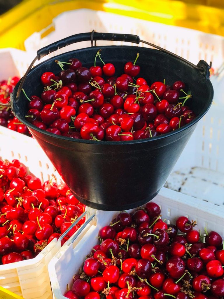 Extraberries opens Argentinian cherry season in China