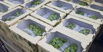 Economic slowdown to reduce China’s grape imports 