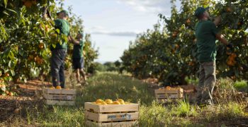 Spanish kaki sector faces difficult 2020 season 