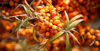 Sea-buckthorn (hippophae), a new niche berry for Ukrainian producers 