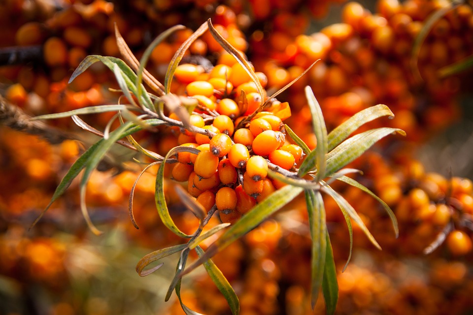 Sea-buckthorn (hippophae), a new niche berry fore Ukrainian producers 