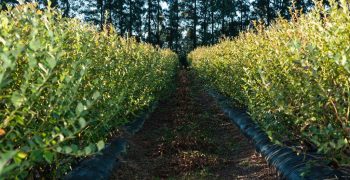 Argentine exports of fresh organic blueberries up 70% in 2019