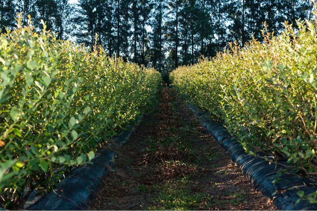 Argentine exports of fresh organic blueberries up 70% in 2019