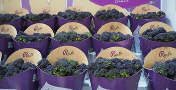 REDI broccoli wins Fruit Attraction Innovation Hub Awards in Fresh Produce category