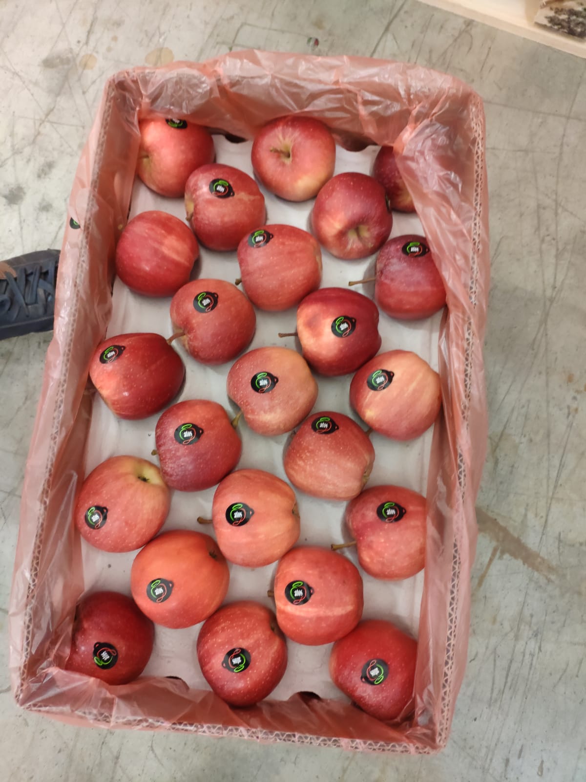 First Arrivals of Apples from Serbia to India