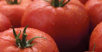 Syngenta to introduce its first commercial ToBRFV resistant tomato variety