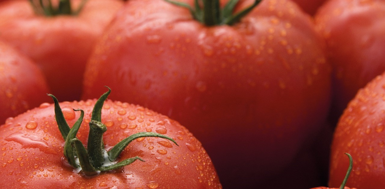 Syngenta to introduce its first commercial ToBRFV resistant tomato variety