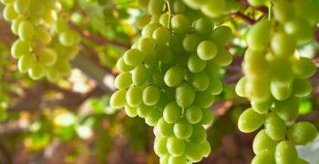 The Peruvian grape season begins with prospects for growth in exports of premium varieties