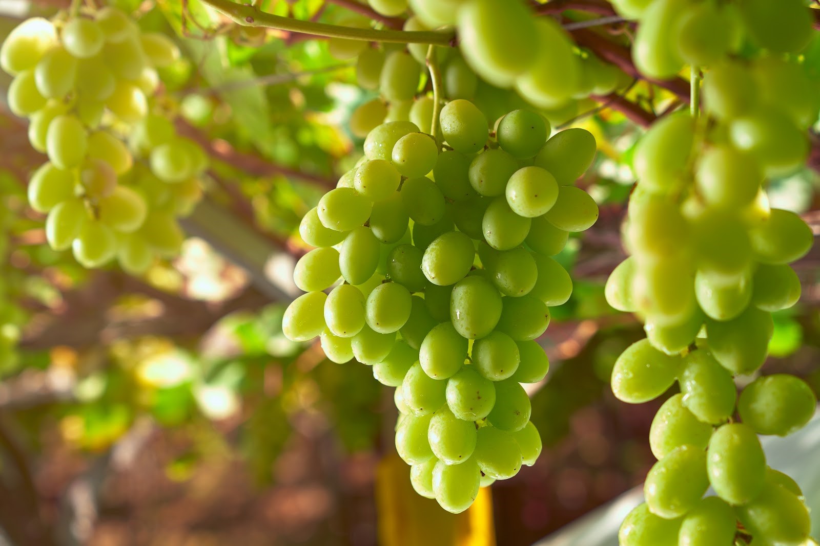 The Peruvian grape season begins with prospects for growth in exports of premium varieties