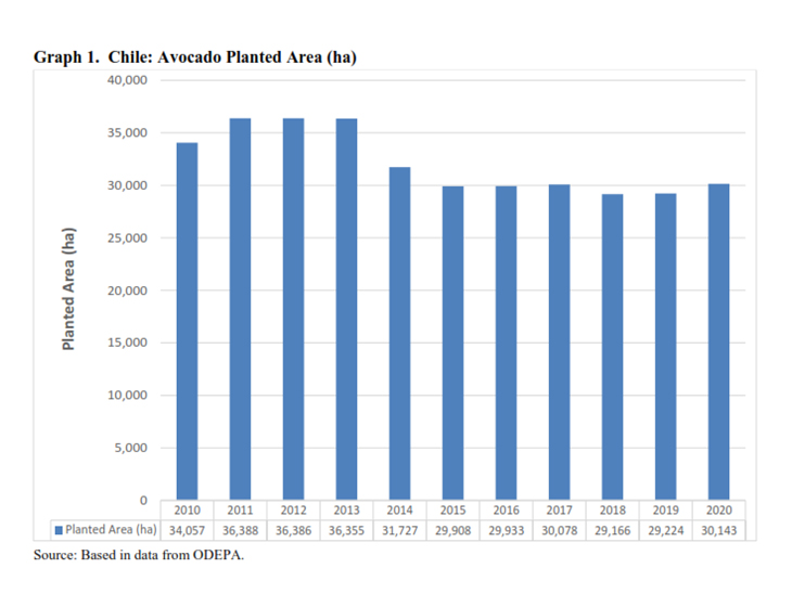 Chile’s avocado production area begins to climb once more