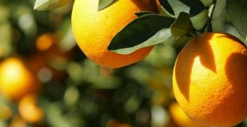 Rise in South African grapefruit exports expected