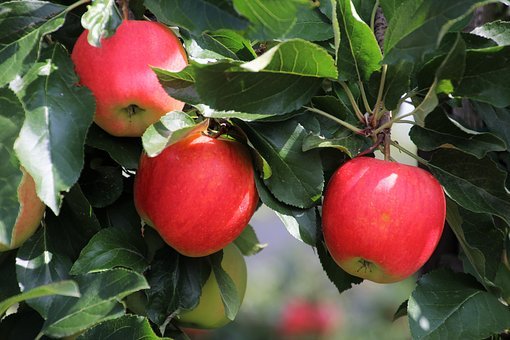 Bulgaria’s apple crop falls 13%