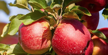 Washington Apple Week encompasses nineteen countries