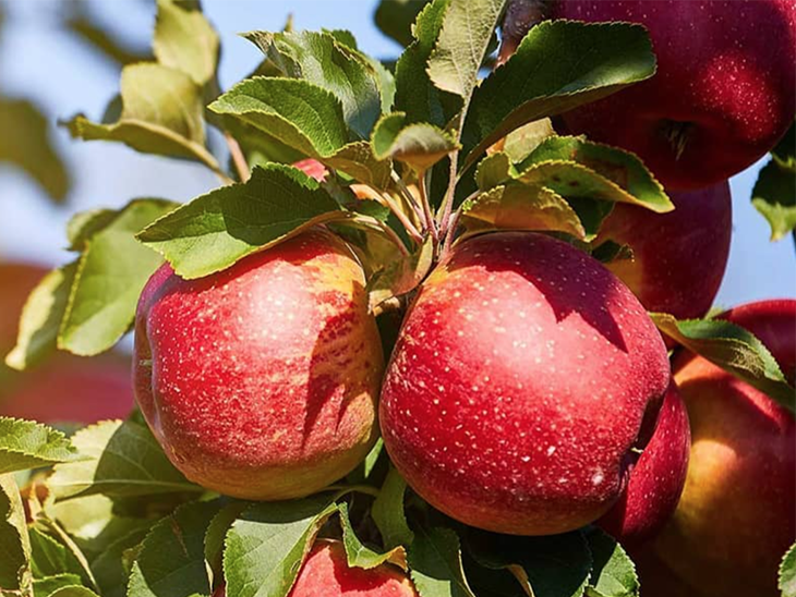 Washington Apple Week encompasses nineteen countries © USApple