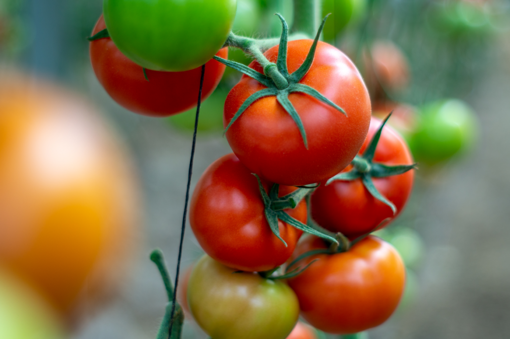 Yuksel Seeds presents Azarbe, its new variety of loose tomato