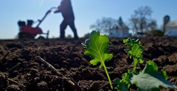 China reviews pesticide limits in foods