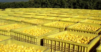 Argentina’s drought-affected lemon crop to shrink by 30%