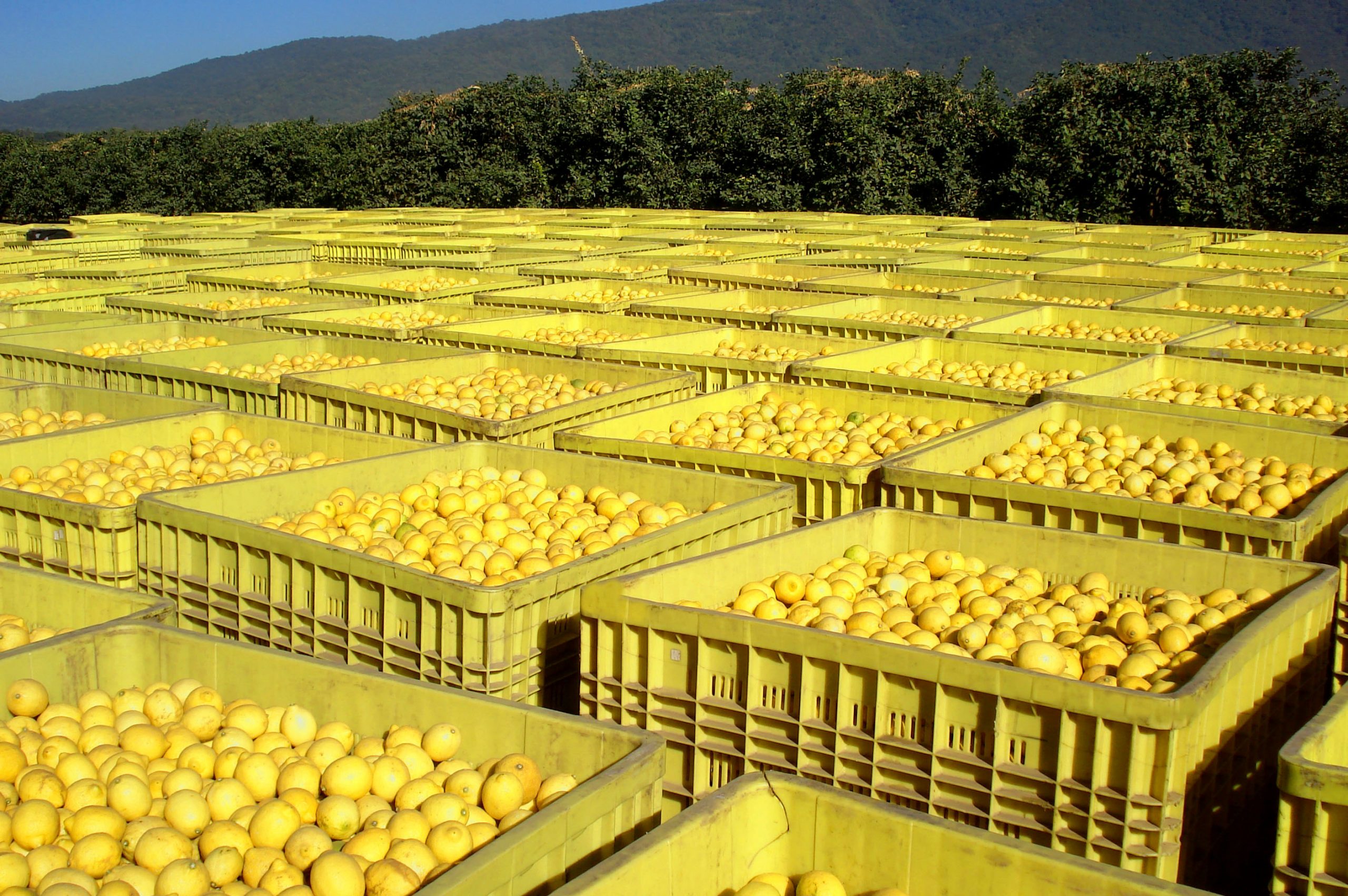 Argentina’s drought-affected lemon crop to shrink by 30%