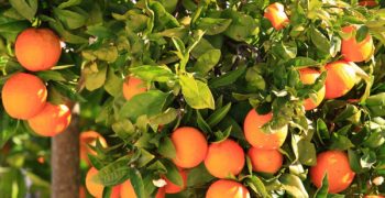 Israeli citrus targets Asian market