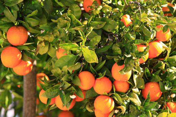 Israeli citrus targets Asian market