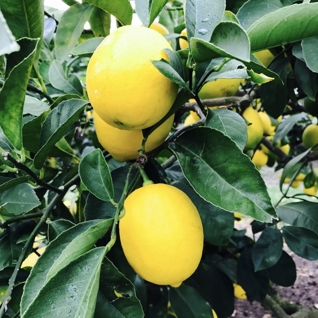 Shortage of lemons in New Zealand