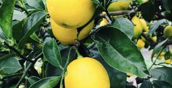 Shortage of lemons in New Zealand