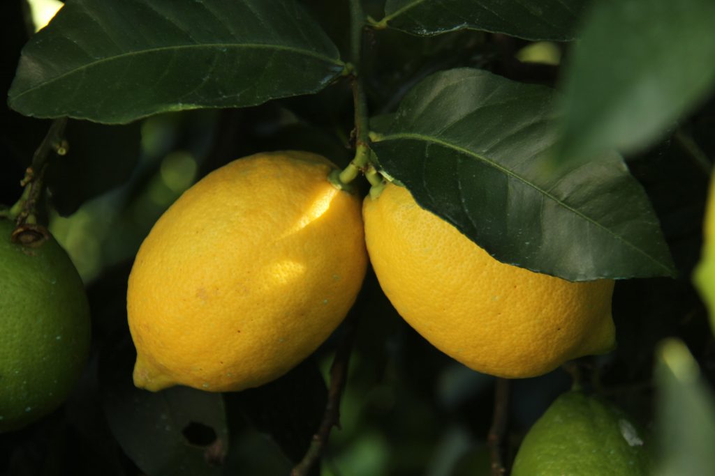 Lower citrus imports to Japan in 2020/21 as domestic crop recovers