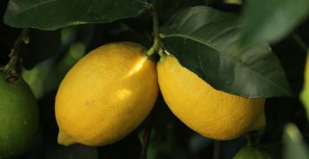 Lower citrus imports to Japan in 2020/21 as domestic crop recovers