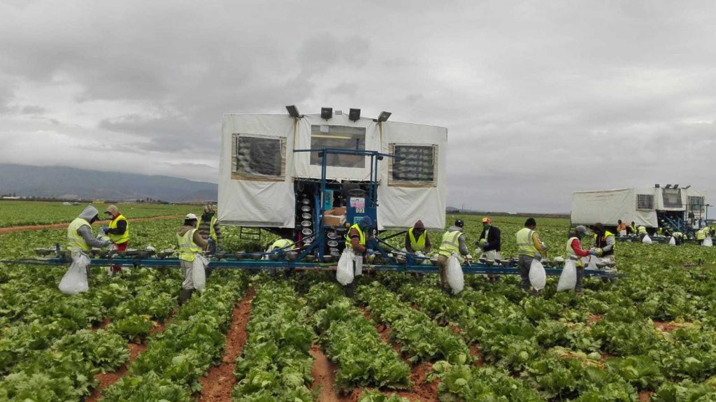 Andalusia’s agricultural sector calls for agricultural workers to be given priority vaccinations 