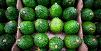 Colombia positions itself as Europe’s leading avocado supplier