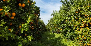 60,000 tons of Orri mandarins forecast for 2020-2021 season