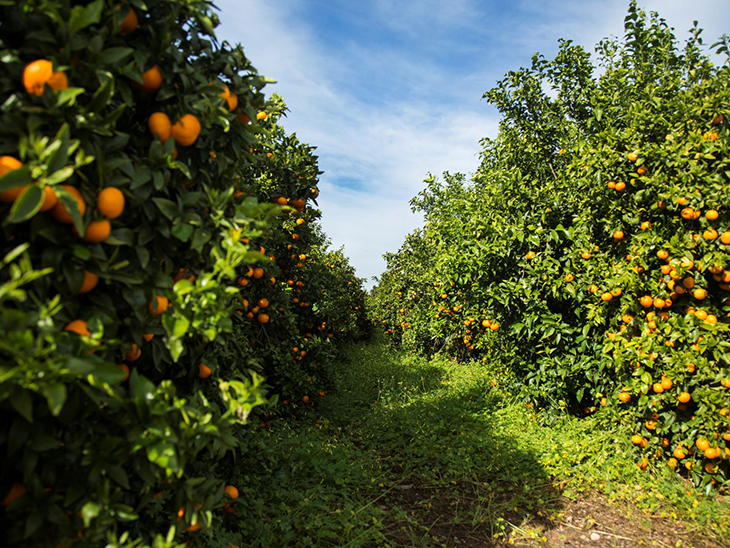 60,000 tons of Orri mandarins forecast for 2020-2021 season © Orri Running Committee