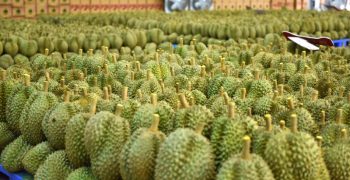 Thailand improves traceability of fruit exports to China 