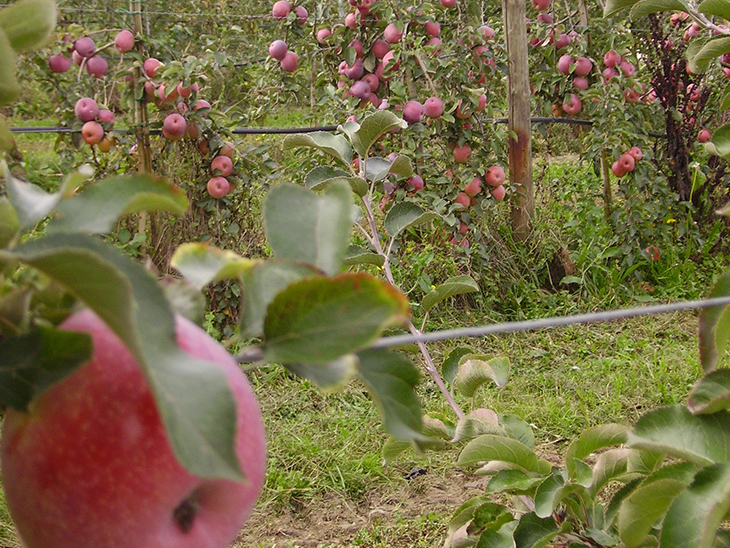 Despite growth of Dutch organic farming, share in supermarkets remains small © Réussir Fruits et Légumes