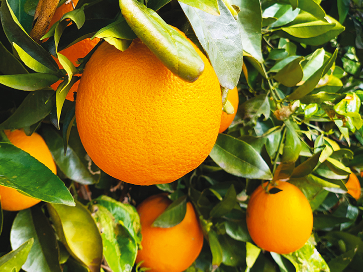 Stable Costa Rican orange crop © Eurofresh Distribution