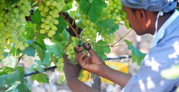 Heavy rains severely damage Indian grape crops