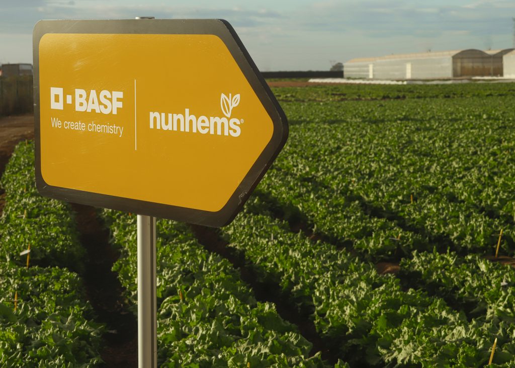BASF enlarges its lettuce portfolio with more resistant varieties to cover the entire cycle