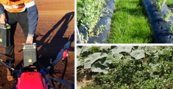 Upcoming webinar: The future of integrated weed management in vegetable farming