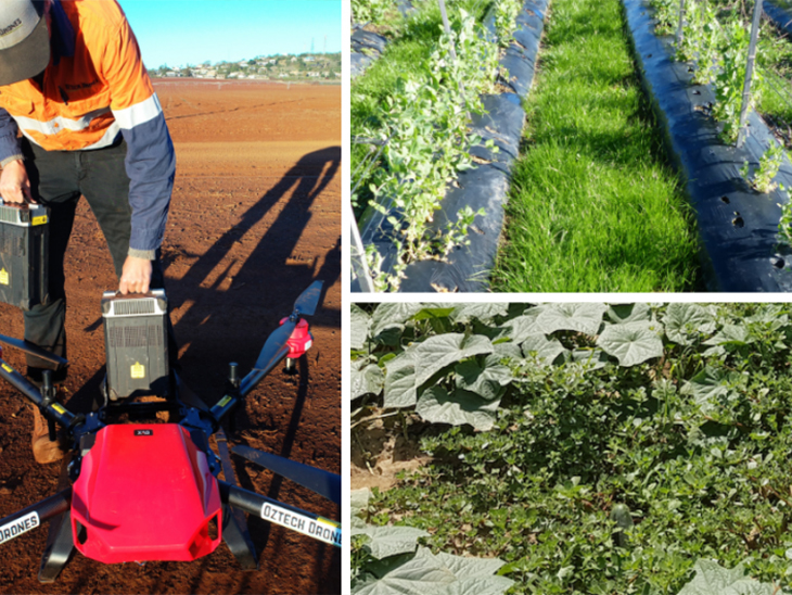 Upcoming webinar: The future of integrated weed management in vegetable farming