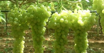 Russian grape imports to dip slightly