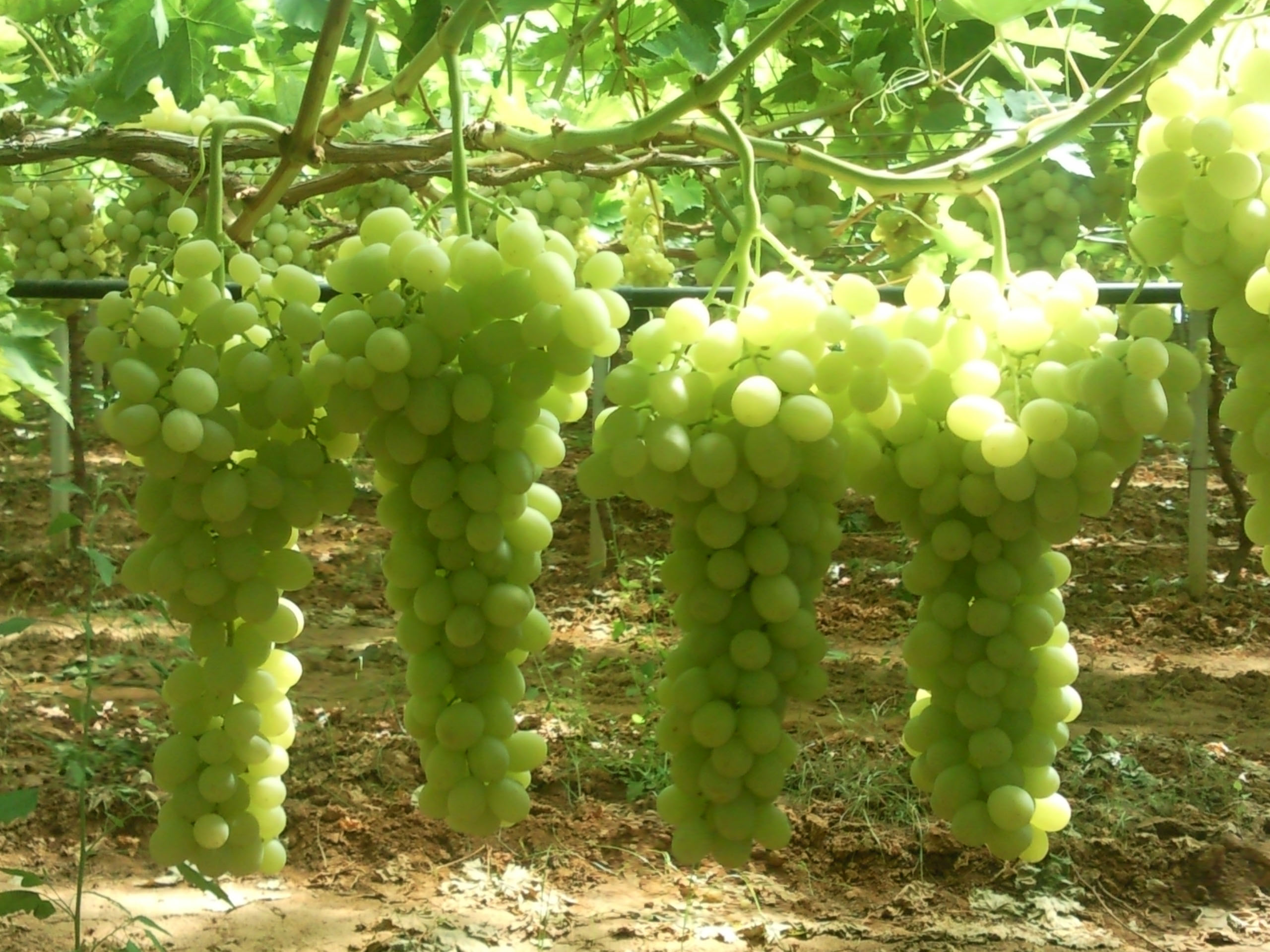 EU grape crop shrinks