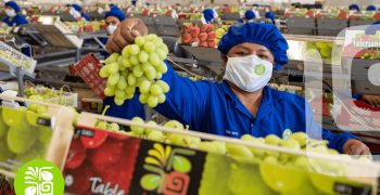 Migiva Group Differentiates Premium Table Grape Offer