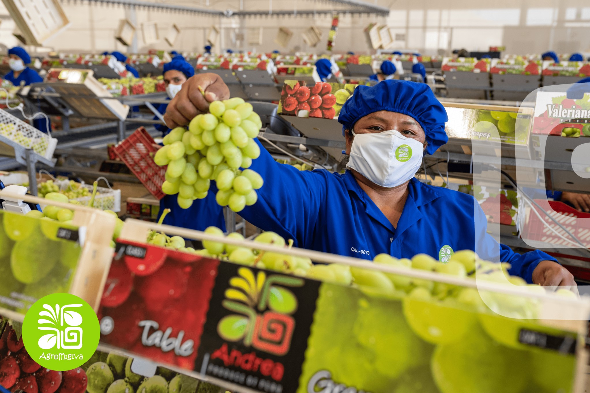 Migiva Group Differentiates Premium Table Grape Offer