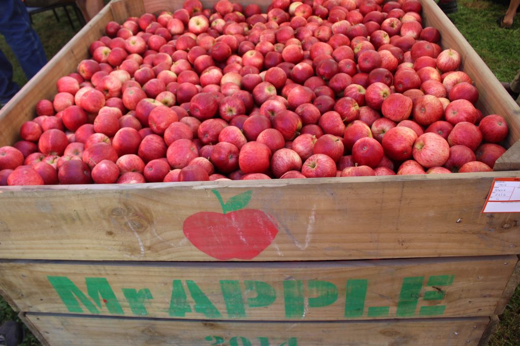 New Zealand’s apple exports shrink