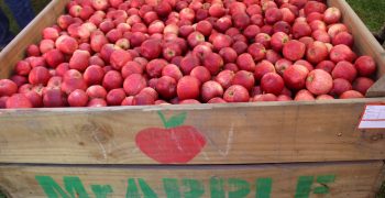 New Zealand’s apple exports shrink