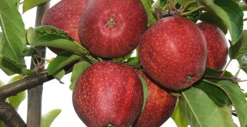 WAPA presents annual Southern Hemisphere apple and pear crop forecast