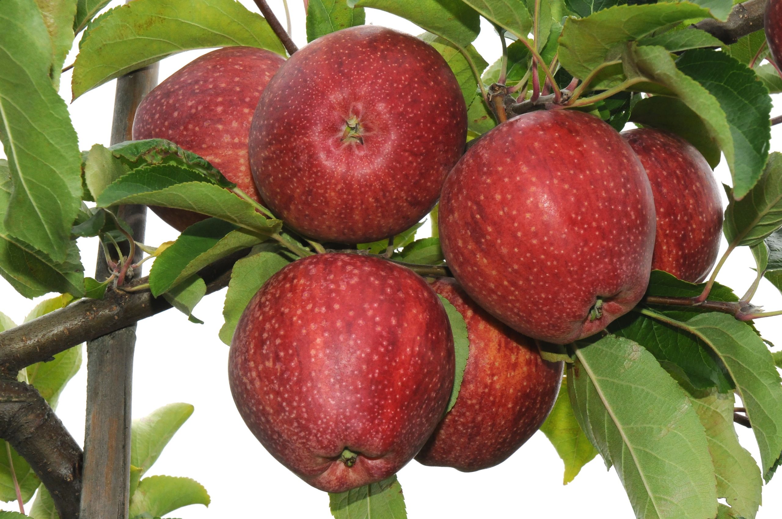 WAPA presents annual Southern Hemisphere apple and pear crop forecast